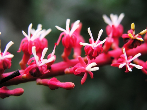 กาฝากพญามหาปราบ Helixanthera parasitica Lour.<br/>LORANTHACEAE